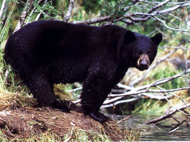 Black Bear in Forest — Natural, Afternoon