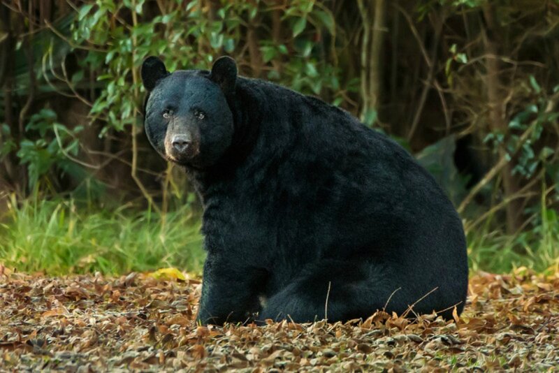 Black Bear in Forest — Natural, Autumn, Photograph