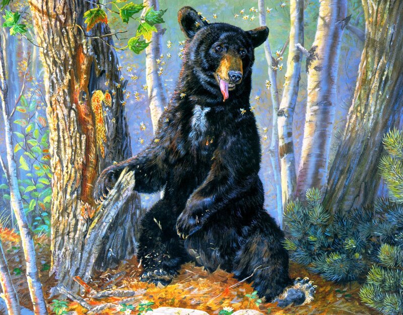 Black Bear in Forest — Natural, Autumn