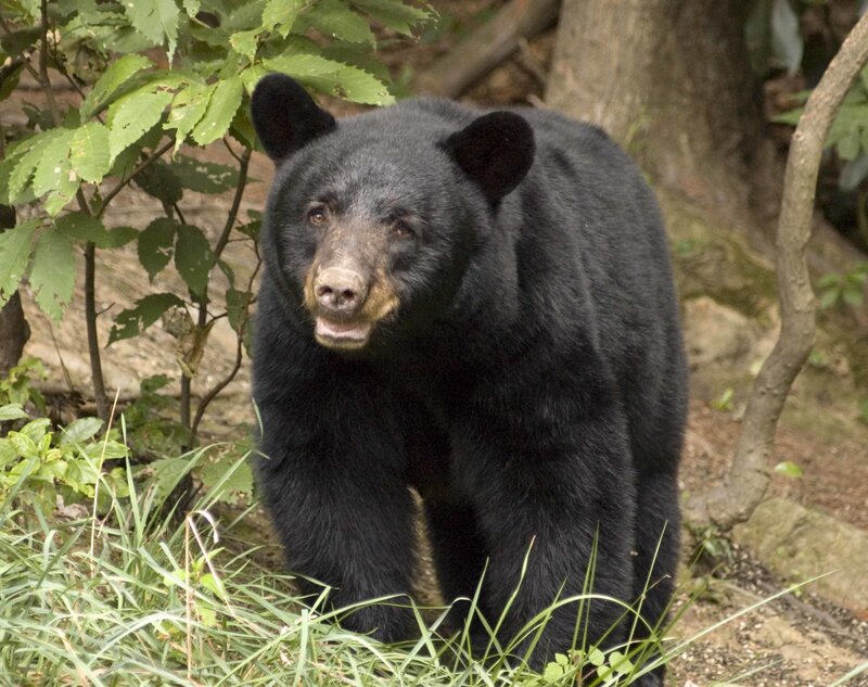 Black Bear in Forest — Natural