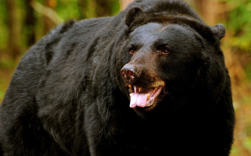 black bear in forest
