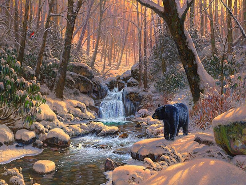 Black Bear in Forest — White