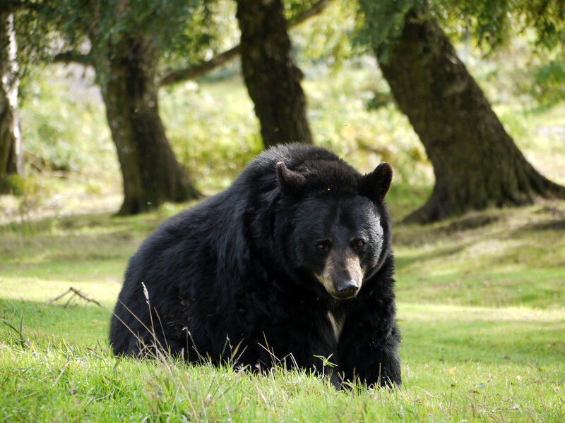Black Bear in Grass — Green, Calm, Afternoon