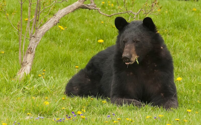 Black Bear in Grass — Green, Calm