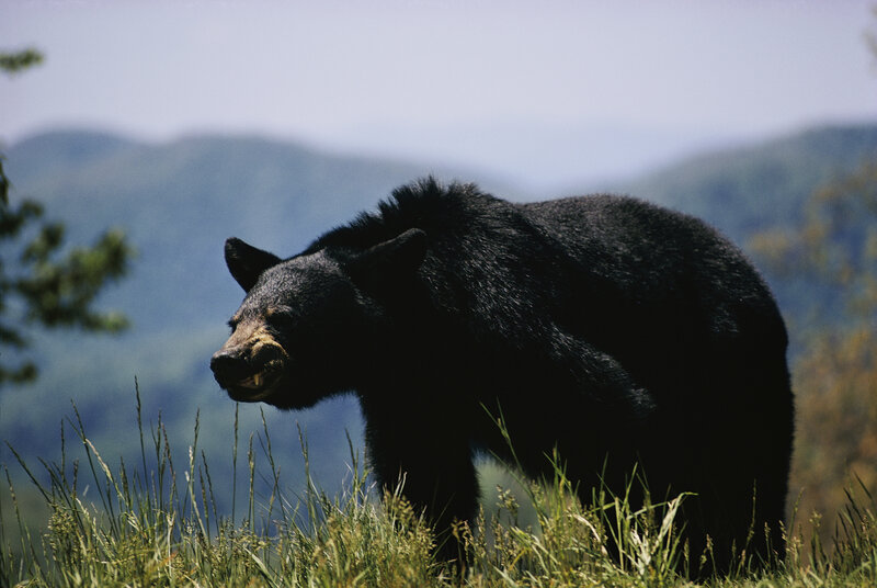 Black Bear in Grass — Green, Natural, Afternoon, Photograph, Mountains