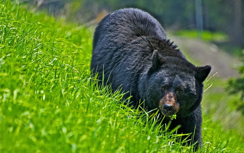 Black Bear in Grass — Green, Natural, Summer