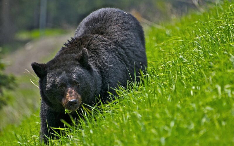 Black Bear in Grass — Green, Natural