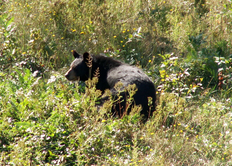 Black Bear in Grass — Green