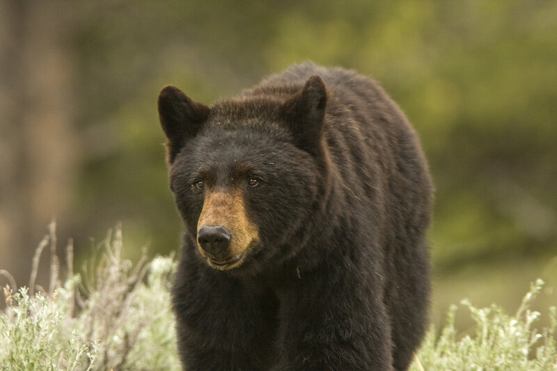 Black Bear in Grass — Natural, Photograph
