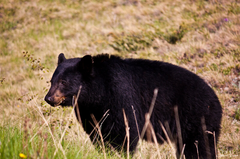 Black Bear in Grass — Natural