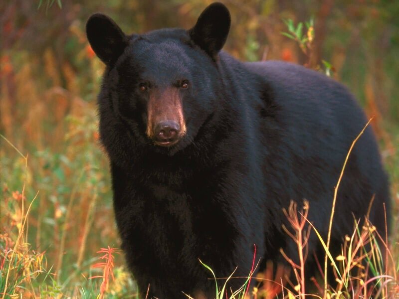 Black Bear in Grass