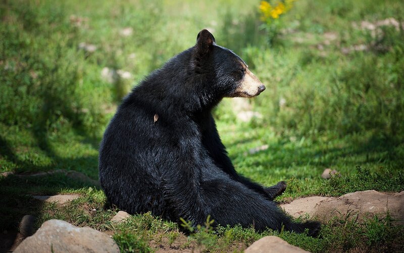 Black bear in grassy area