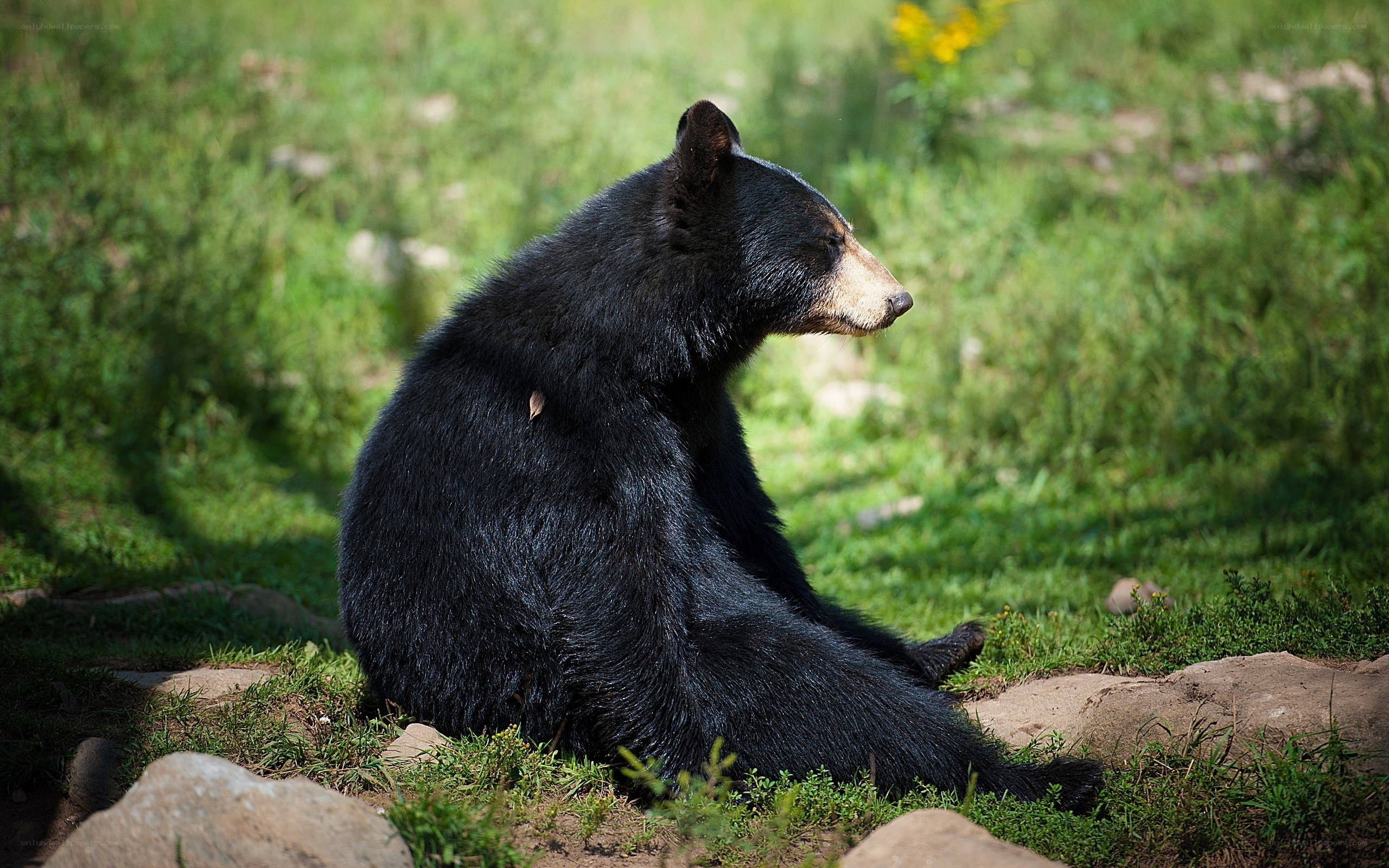 Black bear in grassy area