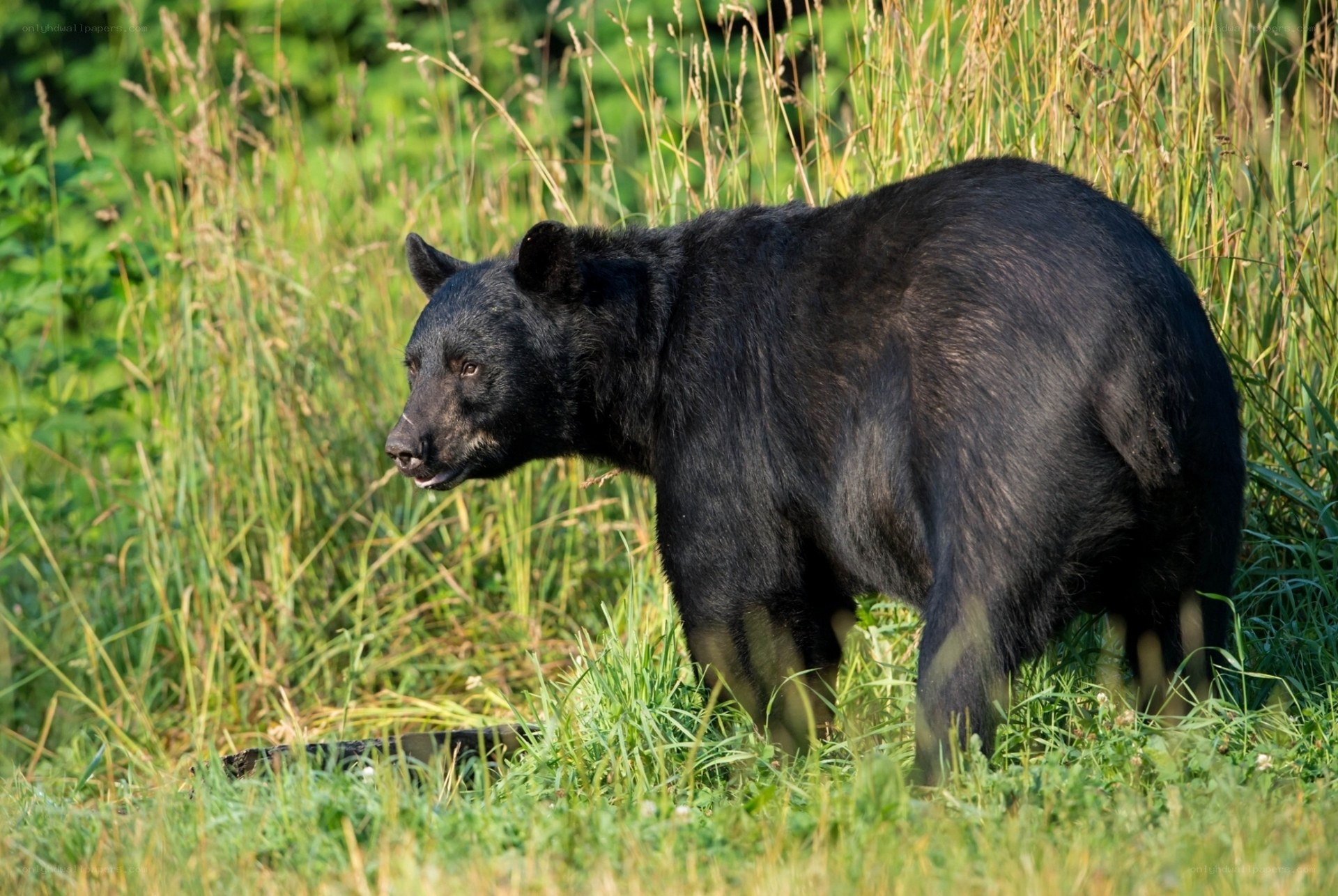 Black bear in grassy field