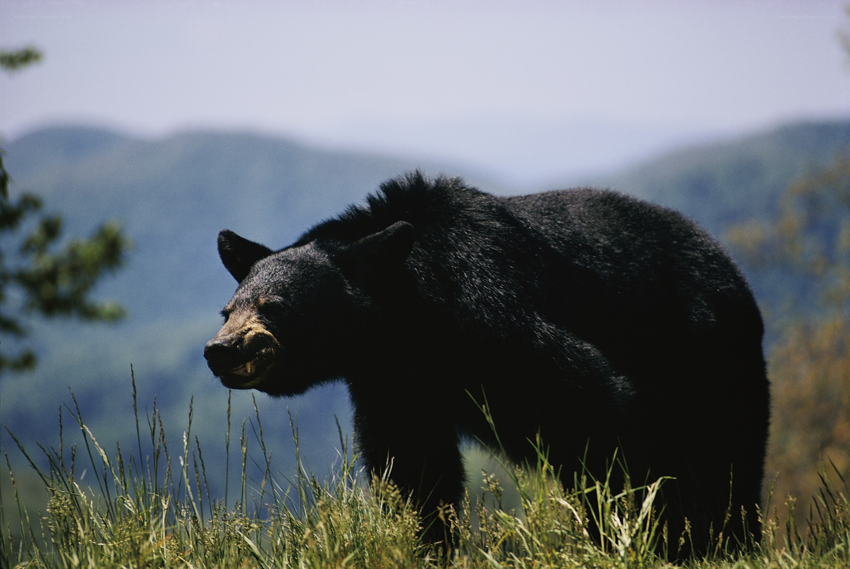 Black bear in grassy field