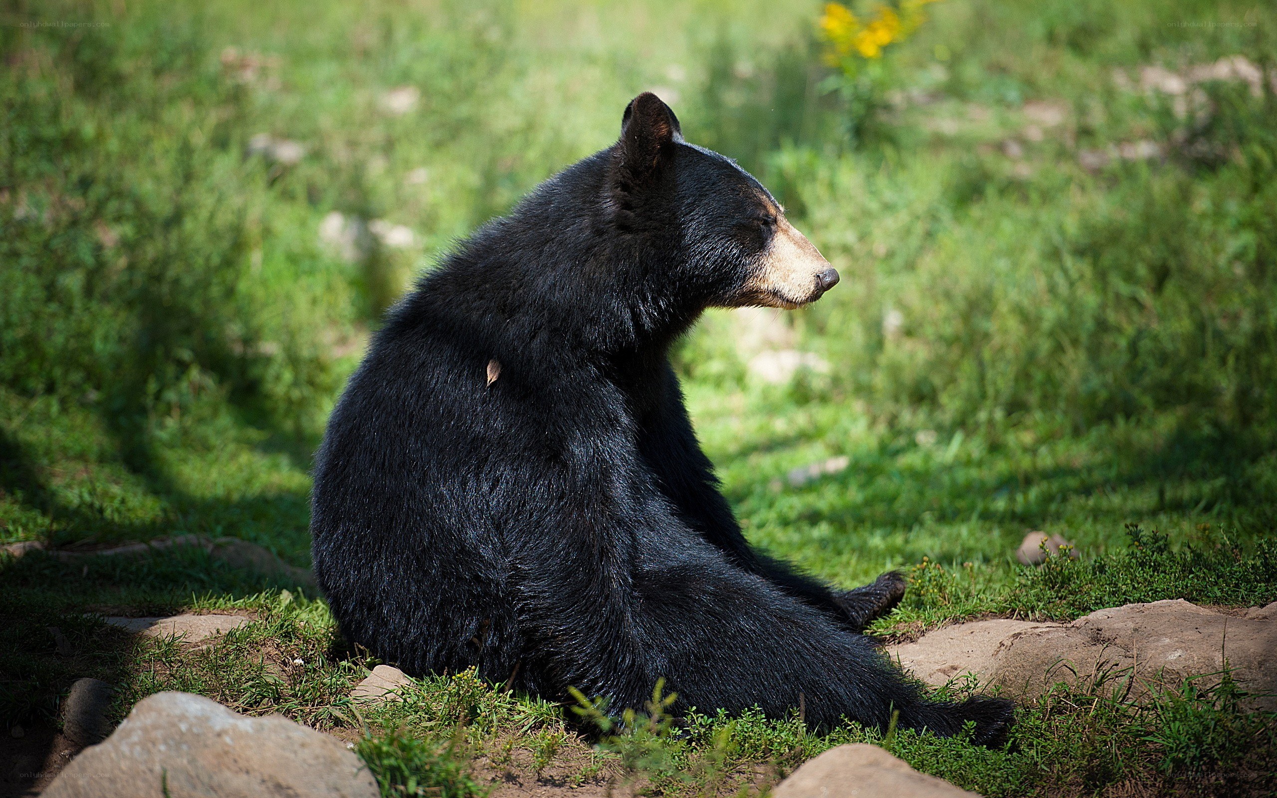 Black bear in grassy field
