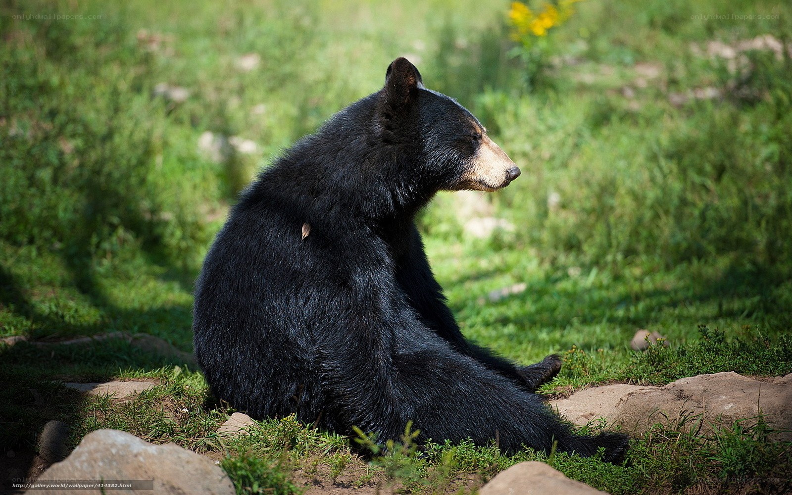 Black bear in grassy field