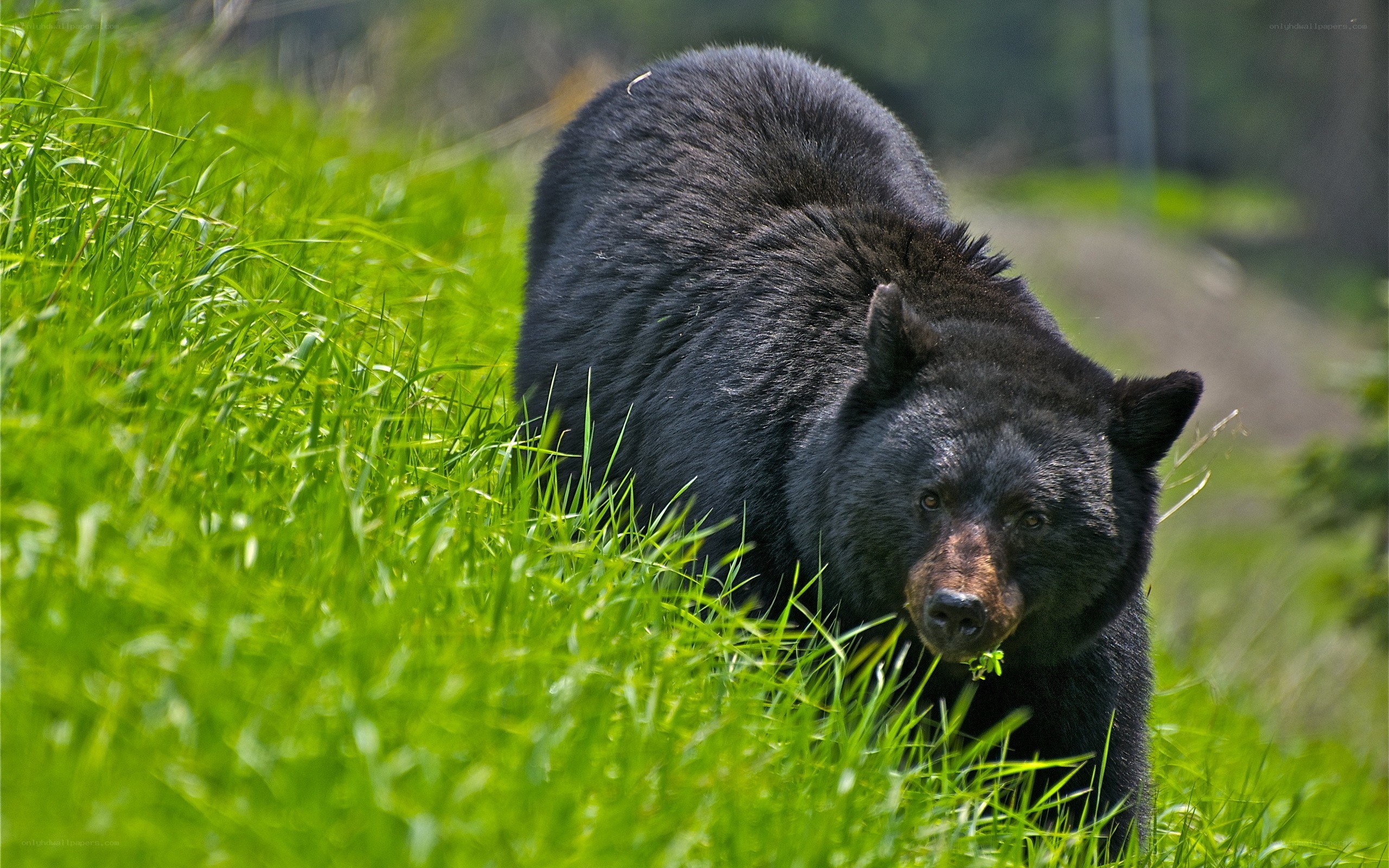 Black bear in green grass