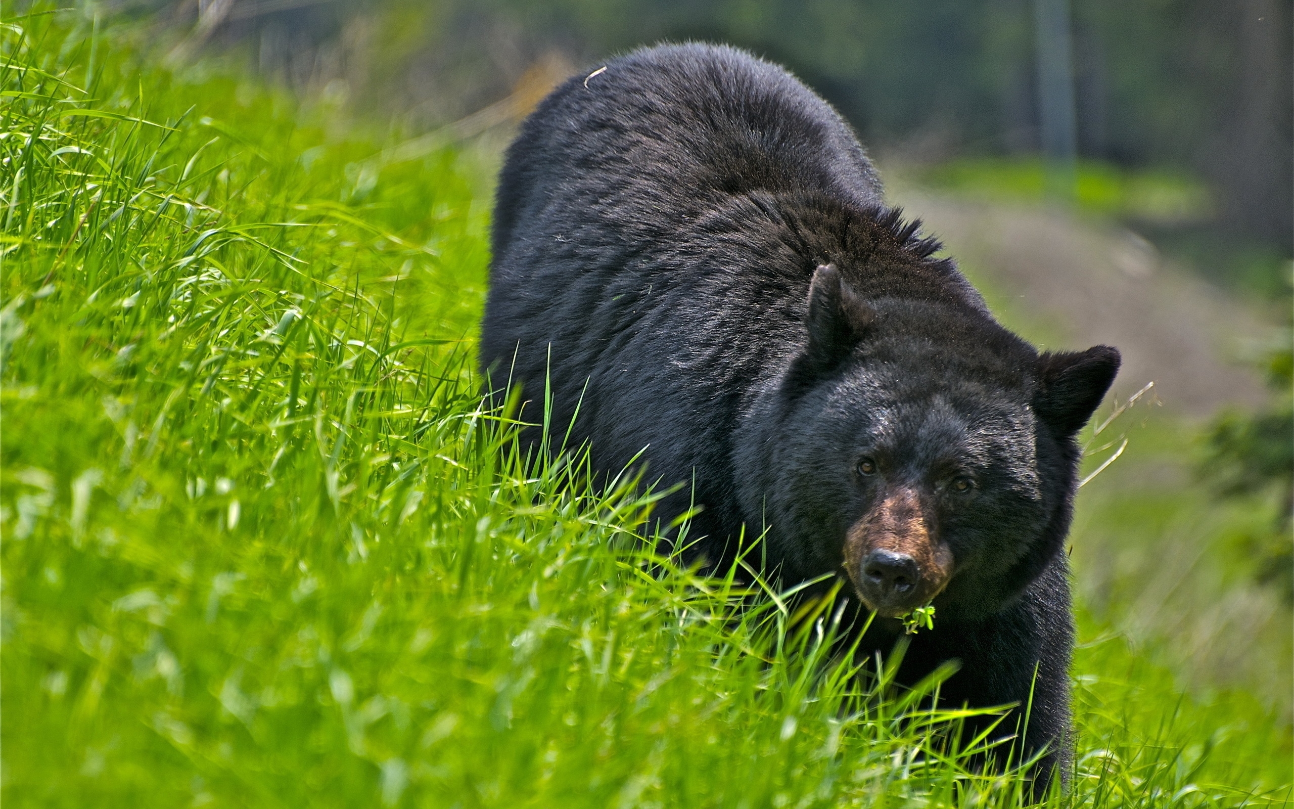 Black bear in green grass