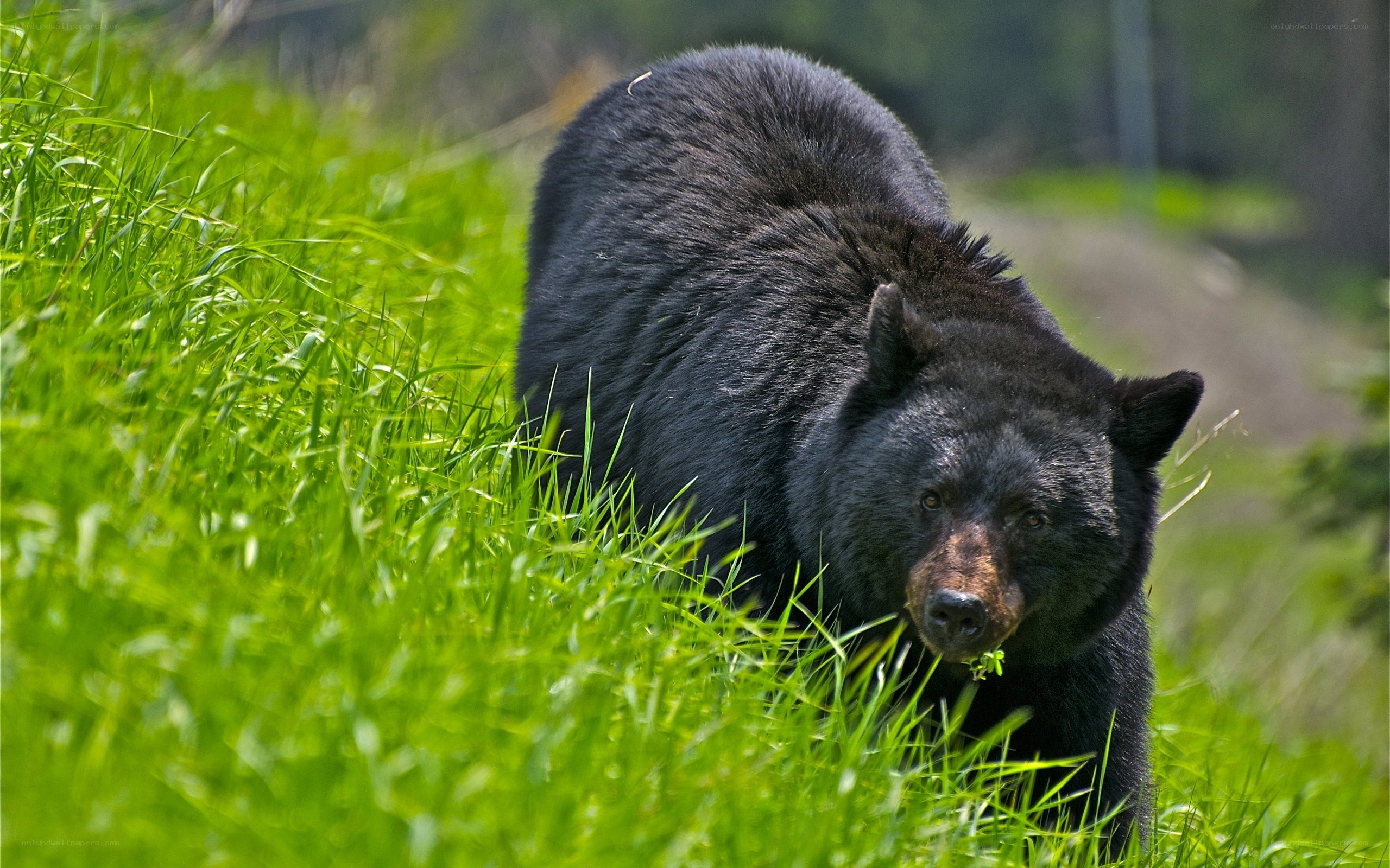 Black bear in green grass