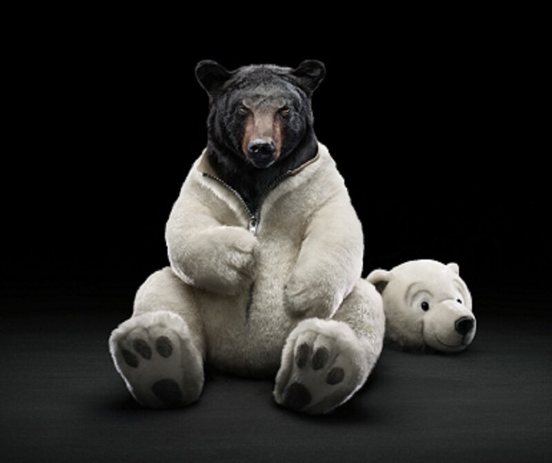 Black Bear in Polar Bear Suit