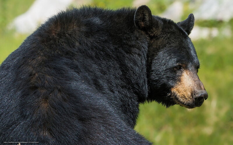 black bear in profile