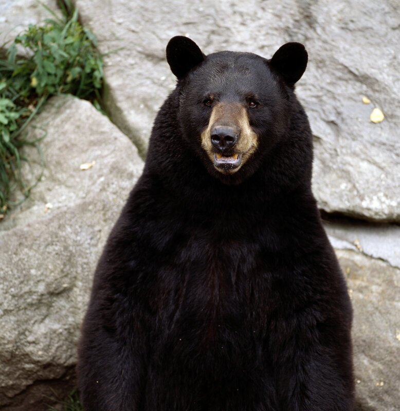 Black bear in rocky enclosure