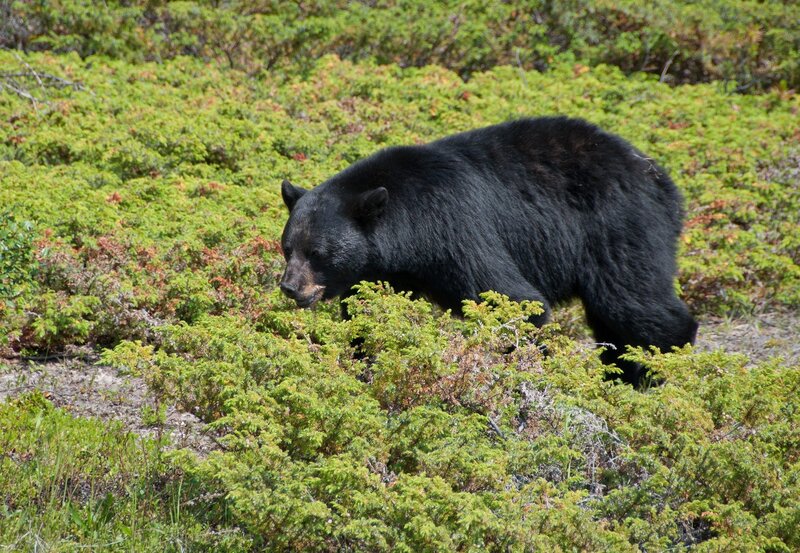 Black bear in shrubbery
