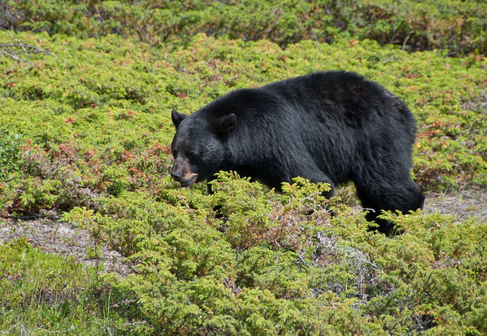 Black bear in shrubbery