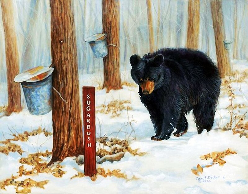 Black Bear in Snow — White, Calm