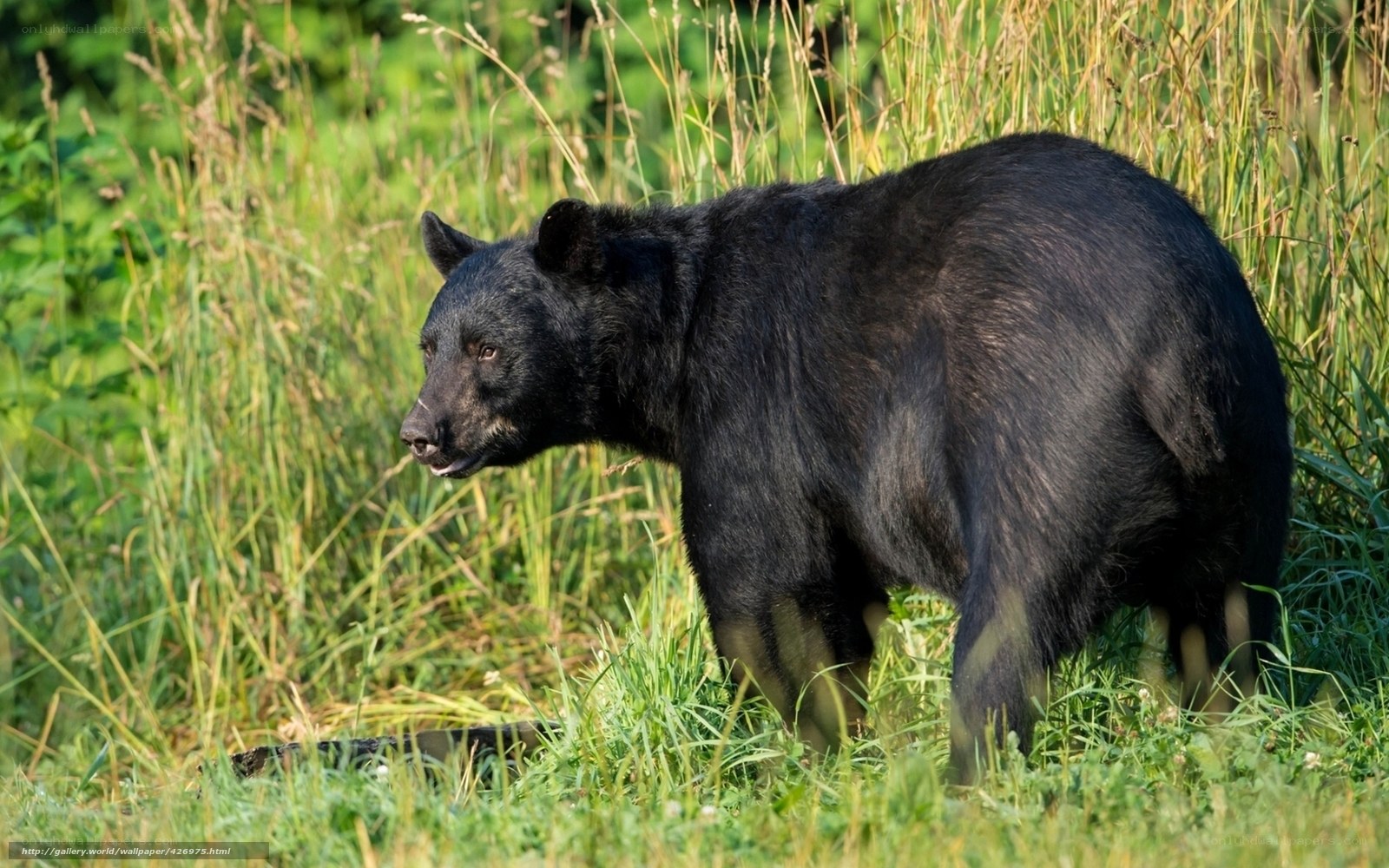 Black bear in tall grass