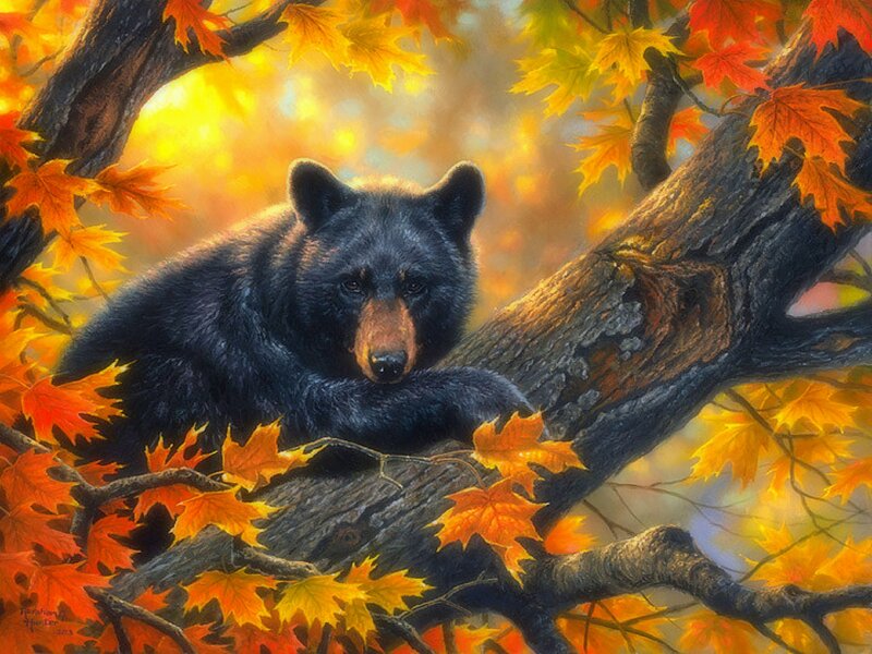 Black Bear in Tree