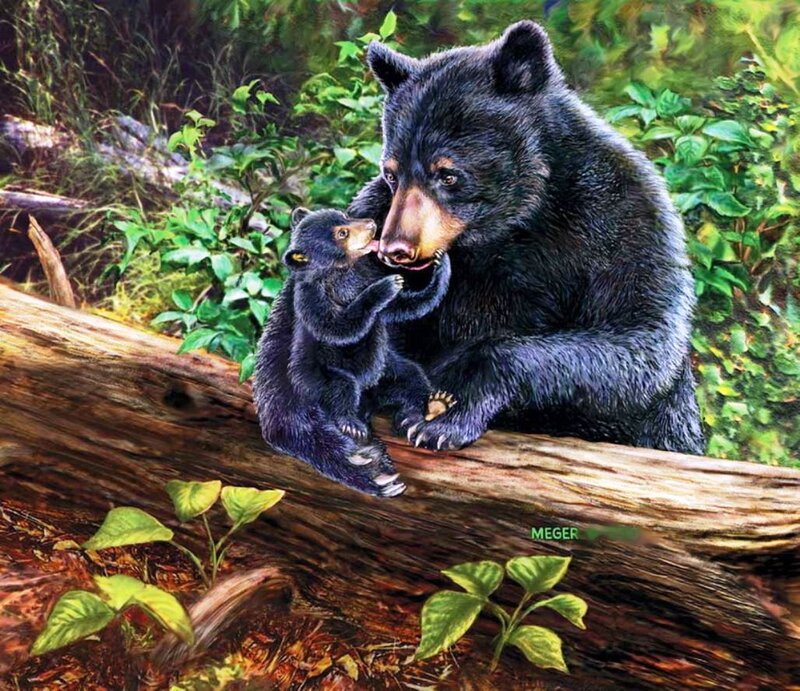 Black Bear Mother and Cub