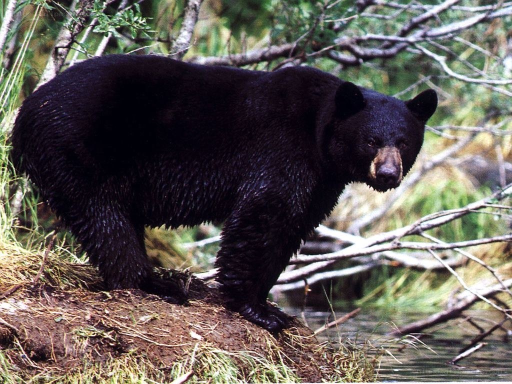 Black bear near a river