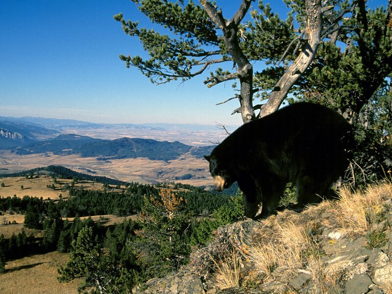 Black Bear on Cliff