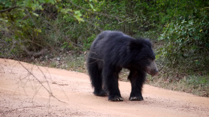Black Bear on Dirt Road