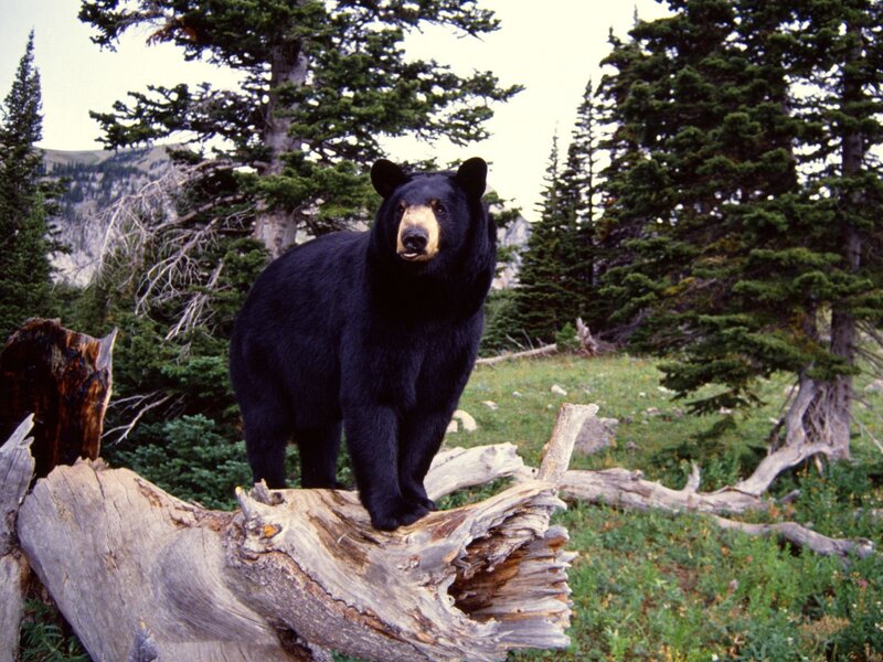 Black Bear on Log — Green, Natural