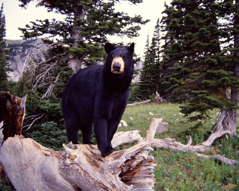 Black Bear on Log — Green
