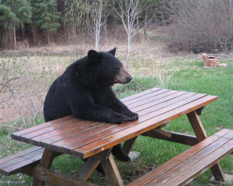 Black Bear on Picnic Table — Brown, Calm