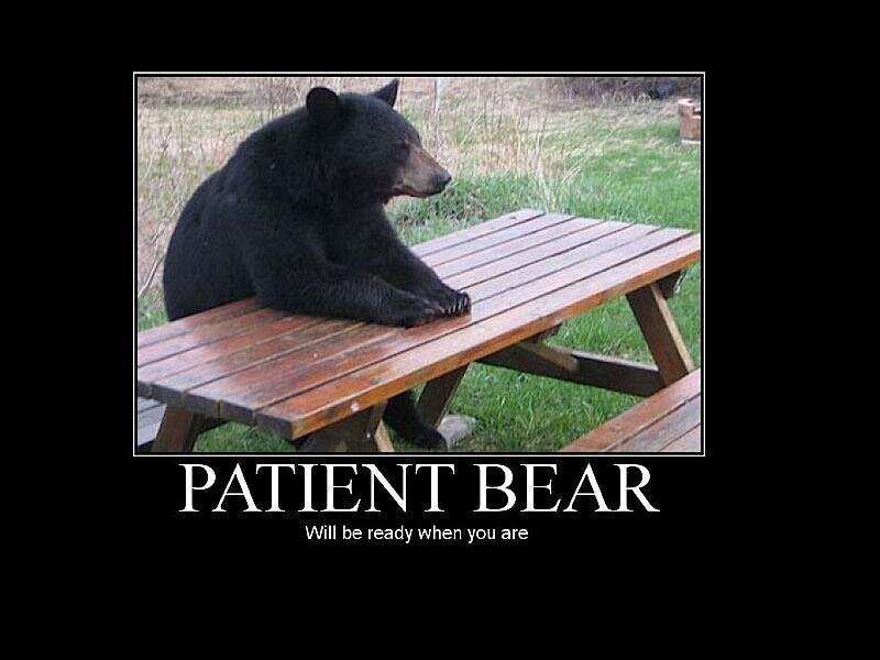 Black Bear on Picnic Table