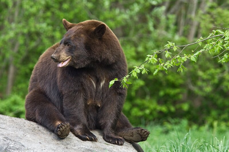 Black Bear on Rock