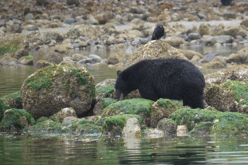 Black Bear on Rocks