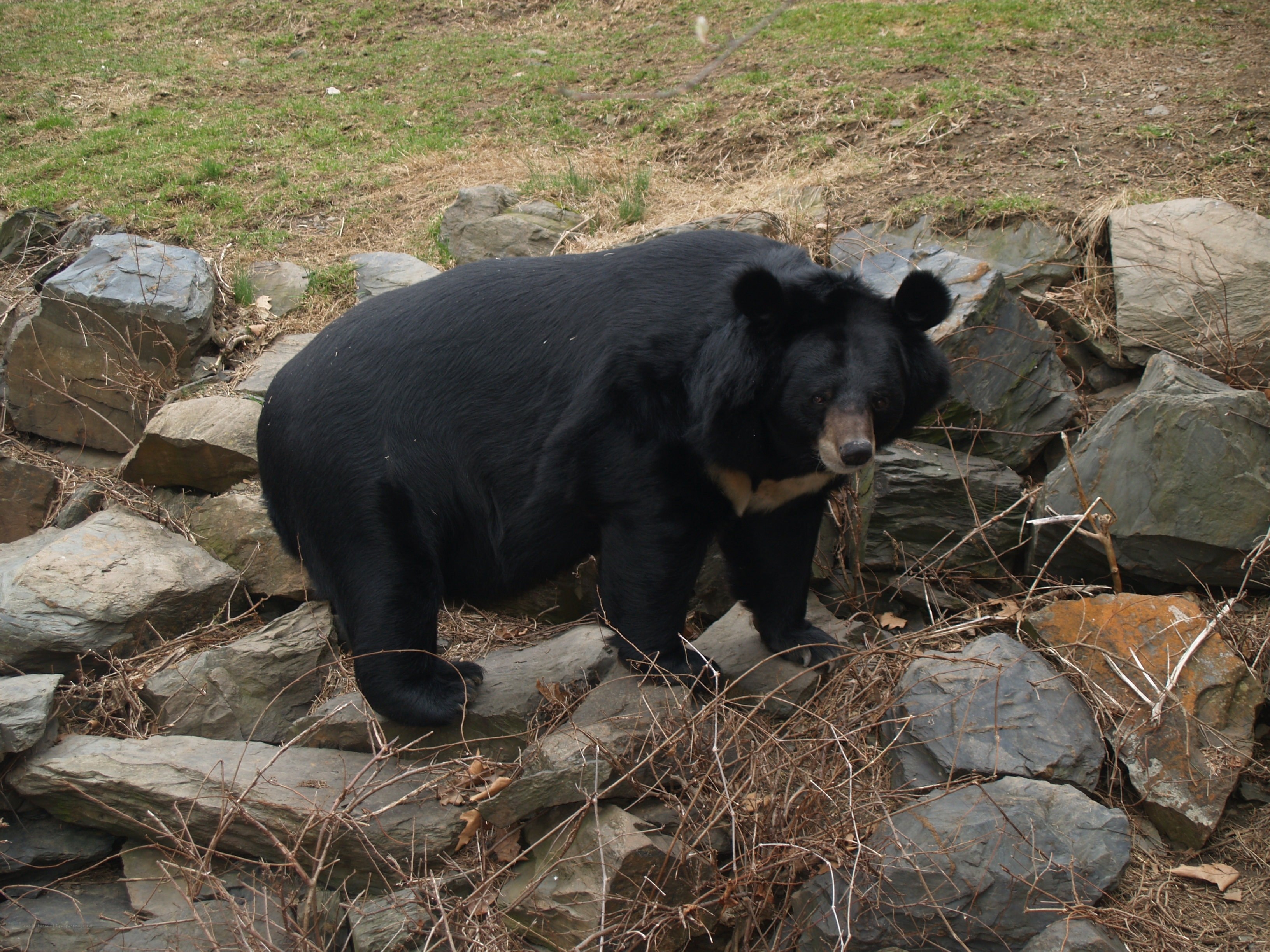 black bear on rocky terrain