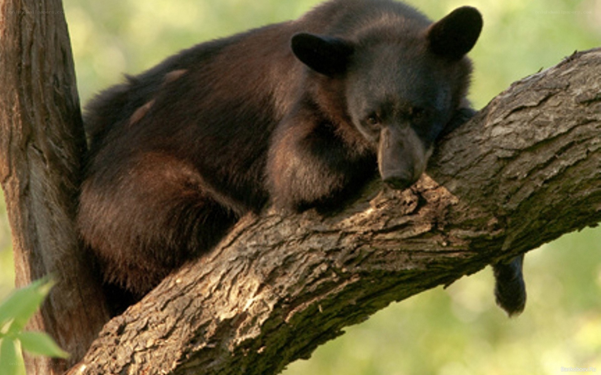 Black bear resting in a tree