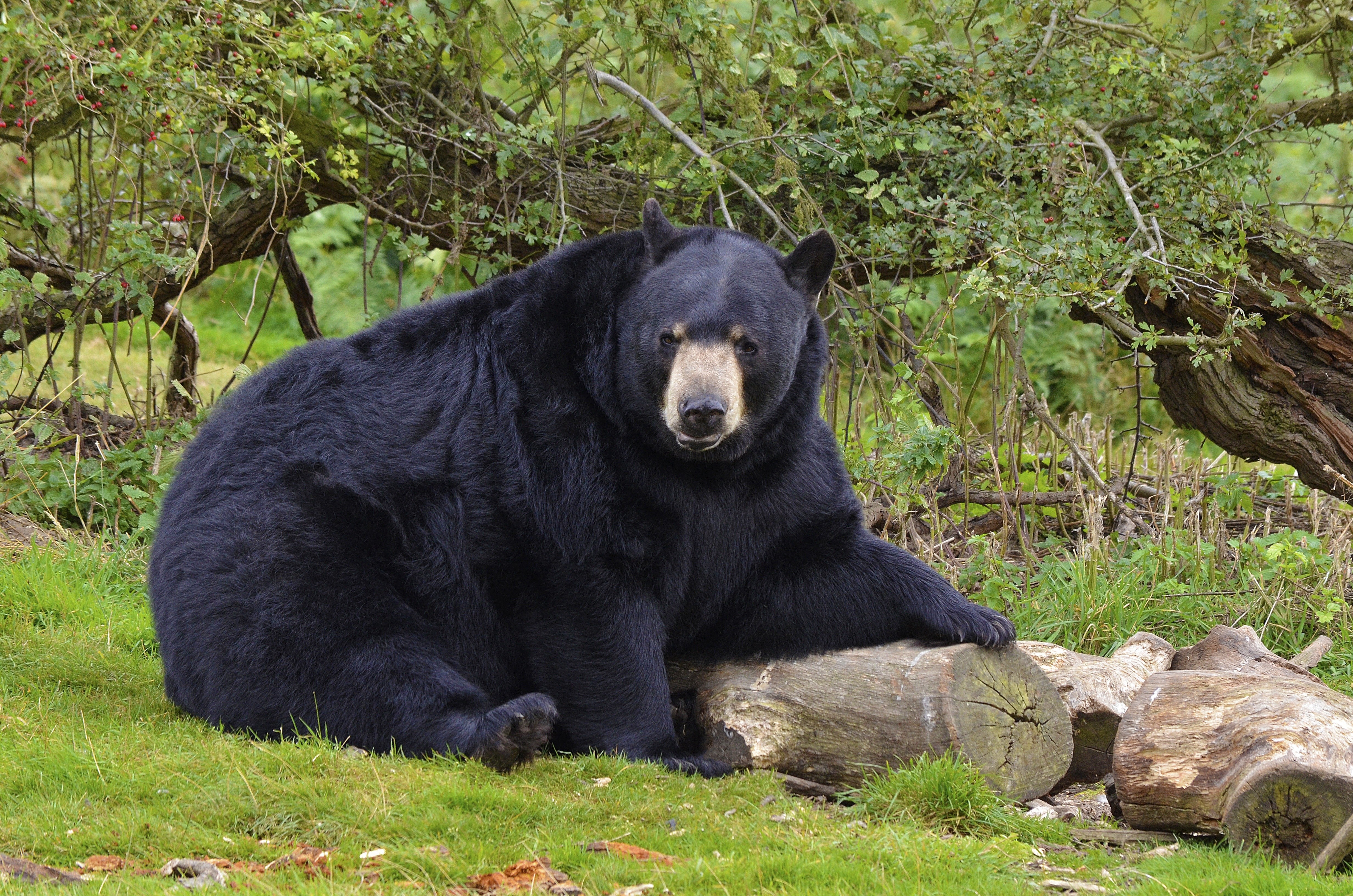Black bear resting in forest
