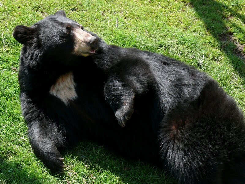 Black bear resting on grass