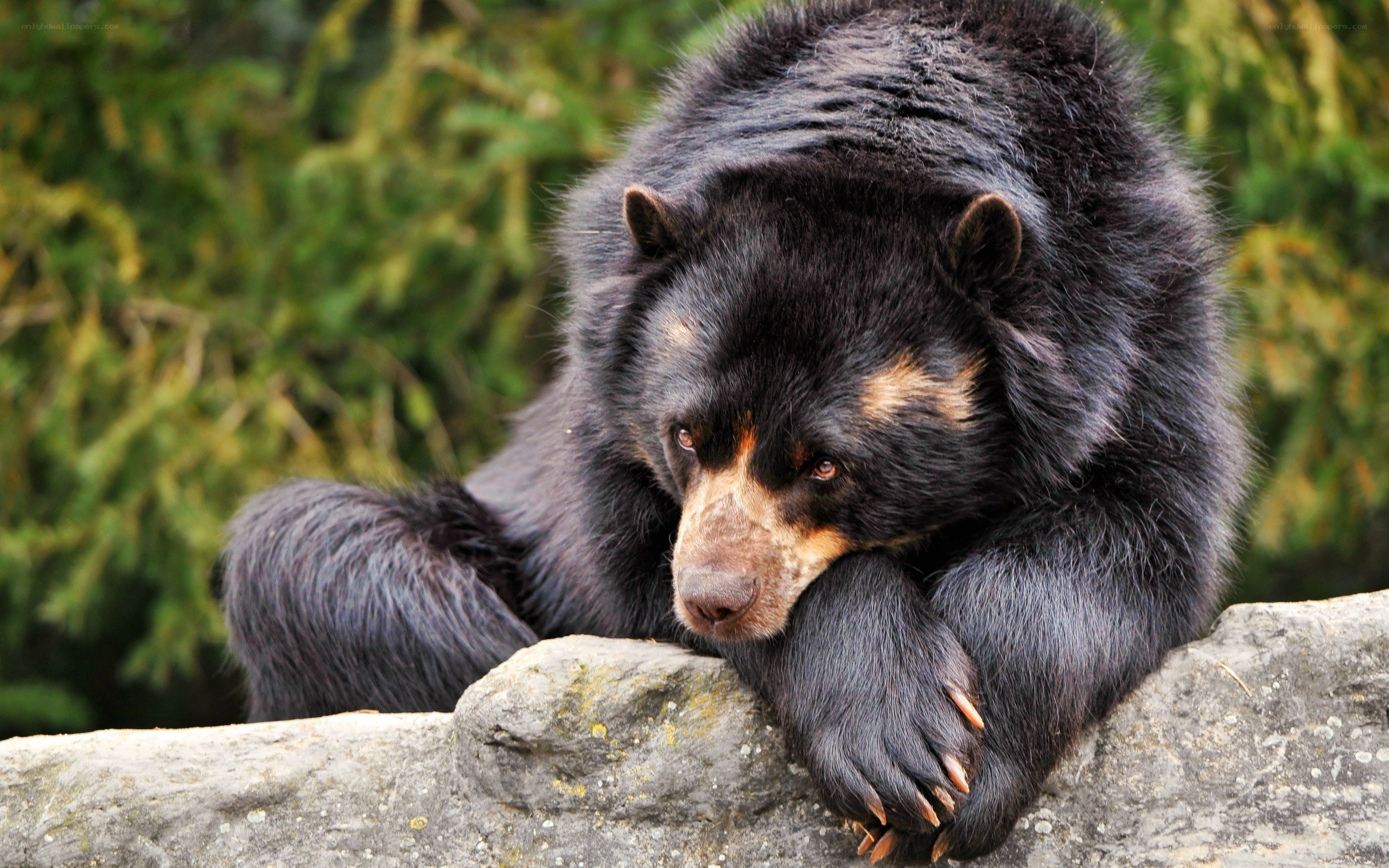 Black bear resting on rock