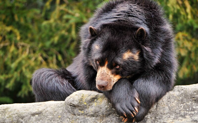 Black Bear Resting