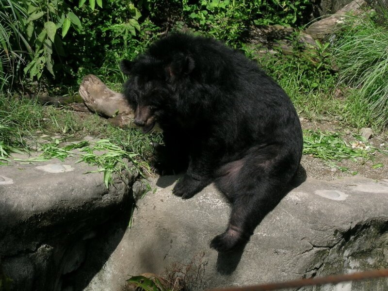 Black Bear Sitting — Calm, Afternoon