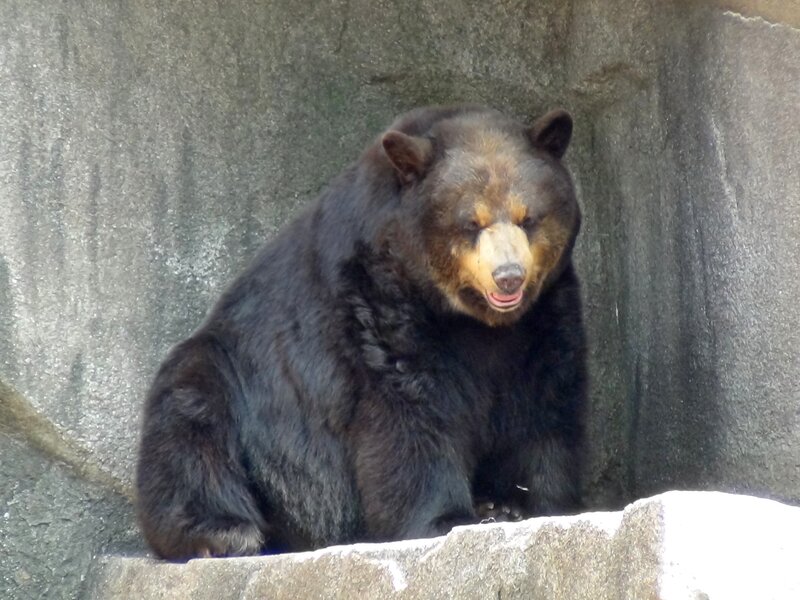 Black Bear Sitting — Calm, Photograph